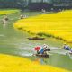 5 Days Hanoi - Ninh Binh - Halong Bay Tour